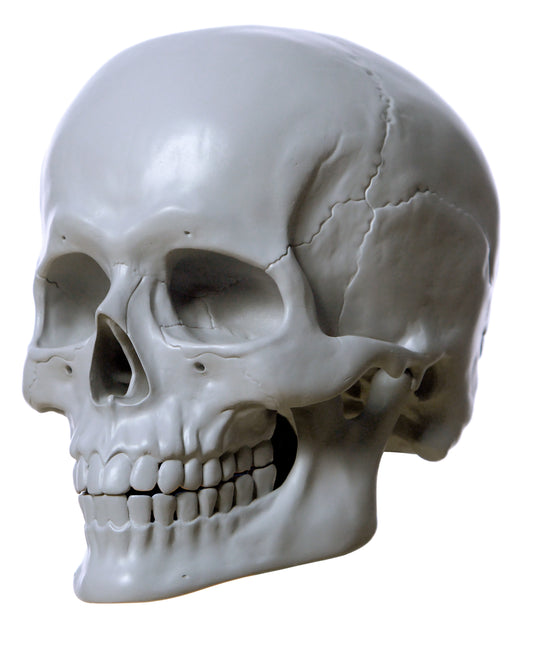 The Anatomical Skull